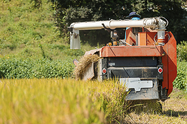 포토 JPG 주간 논 한명 상반신 성인 야외 뒷모습 가을풍경 수확 추수 벼 가을 농촌 승차 소프트포커스 귀농 전원생활 벼농사 콤바인 성인한명만 국내포토 여주시 자연요소 1 계절 뷰포인트 농업 모션 곡류 촬영기법 사람 풍경 생활 농사 시골 농기구 경기도 성인만 파일형식 가을_계절