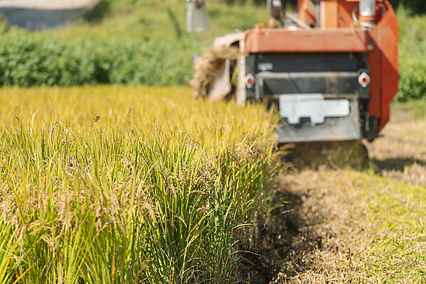 포토 JPG 주간 논 사람없음 야외 아웃포커스 가을풍경 수확 추수 벼 가을 농촌 벼농사 콤바인 국내포토 여주시 자연요소 계절 농업 곡류 촬영기법 풍경 농사 시골 농기구 경기도 파일형식 가을_계절
