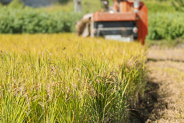 포토 JPG 주간 논 사람없음 야외 아웃포커스 가을풍경 수확 추수 벼 가을 농촌 벼농사 콤바인 국내포토 여주시 자연요소 계절 농업 곡류 촬영기법 풍경 농사 시골 농기구 경기도 파일형식 가을_계절