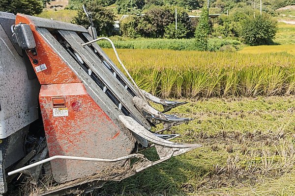 포토 JPG 주간 논 사람없음 야외 가을풍경 수확 추수 벼 가을 농촌 벼농사 콤바인 국내포토 여주시 자연요소 계절 농업 곡류 풍경 농사 시골 농기구 경기도 파일형식 가을_계절