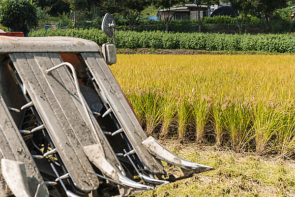 포토 JPG 주간 논 사람없음 야외 가을풍경 수확 추수 벼 가을 농촌 벼농사 콤바인 국내포토 여주시 자연요소 계절 농업 곡류 풍경 농사 시골 농기구 경기도 파일형식 가을_계절