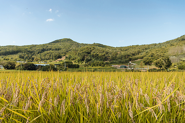 포토 JPG 주간 하늘 산 논 사람없음 야외 가을풍경 벼 가을 농촌 벼농사 국내포토 여주시 자연요소 계절 농업 곡류 풍경 농사 시골 경기도 파일형식 가을_계절