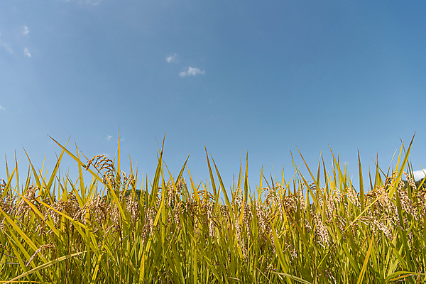 포토 JPG 주간 로우앵글 하늘 논 사람없음 야외 가을풍경 벼 가을 농촌 벼농사 벼이삭 국내포토 여주시 자연요소 계절 뷰포인트 농업 곡류 풍경 농사 시골 이삭 경기도 파일형식 가을_계절