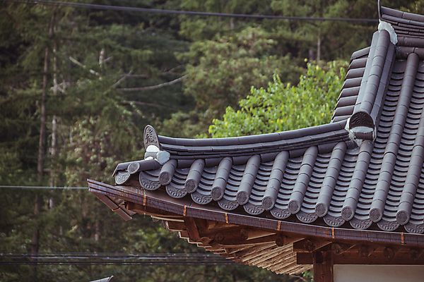 포토 JPG 주간 나무 한옥 사람없음 야외 가을풍경 가을 시골 기와지붕 전선줄 고택 국내포토 여주시 자연요소 식물 한국전통 건축물 계절 고건축 지붕 기와 풍경 전선 경기도 파일형식 가을_계절