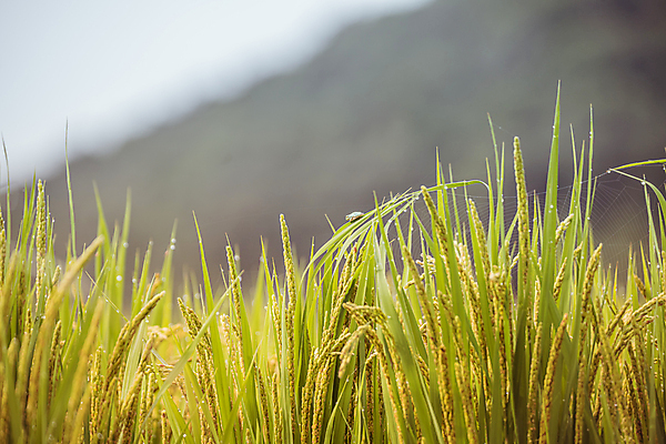 포토 JPG 주간 논 사람없음 야외 아웃포커스 가을풍경 벼 가을 농촌 벼농사 벼이삭 국내포토 여주시 자연요소 계절 농업 곡류 촬영기법 풍경 농사 시골 이삭 경기도 파일형식 가을_계절