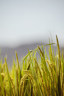 포토 JPG 주간 논 사람없음 야외 아웃포커스 가을풍경 벼 가을 농촌 벼농사 벼이삭 국내포토 여주시 자연요소 계절 농업 곡류 촬영기법 풍경 농사 시골 이삭 경기도 파일형식 가을_계절