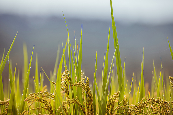 포토 JPG 주간 논 사람없음 야외 아웃포커스 가을풍경 벼 가을 농촌 벼농사 벼이삭 국내포토 여주시 자연요소 계절 농업 곡류 촬영기법 풍경 농사 시골 이삭 경기도 파일형식 가을_계절