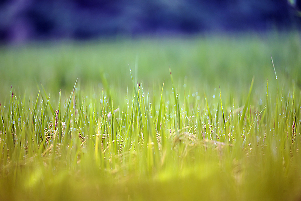 포토 JPG 주간 논 사람없음 야외 아웃포커스 가을풍경 벼 가을 농촌 소프트포커스 벼농사 국내포토 여주시 자연요소 계절 농업 곡류 촬영기법 풍경 농사 시골 경기도 파일형식 가을_계절