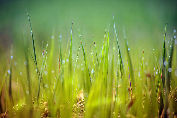 포토 JPG 주간 논 사람없음 야외 아웃포커스 가을풍경 벼 가을 농촌 소프트포커스 이슬 벼농사 국내포토 여주시 자연요소 계절 농업 곡류 촬영기법 풍경 농사 시골 경기도 파일형식 가을_계절
