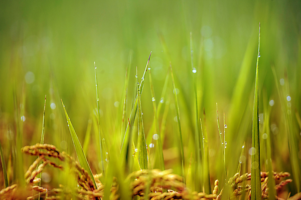 포토 JPG 주간 논 사람없음 야외 아웃포커스 가을풍경 벼 가을 농촌 소프트포커스 이슬 벼농사 국내포토 여주시 자연요소 계절 농업 곡류 촬영기법 풍경 농사 시골 경기도 파일형식 가을_계절