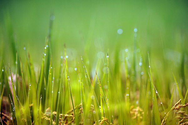포토 JPG 주간 논 사람없음 야외 아웃포커스 가을풍경 벼 가을 농촌 소프트포커스 이슬 벼농사 국내포토 여주시 자연요소 계절 농업 곡류 촬영기법 풍경 농사 시골 경기도 파일형식 가을_계절