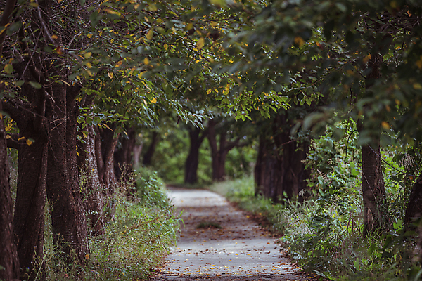 포토 JPG 주간 나무 사람없음 야외 가을풍경 산책로 가을 농촌 풀 오솔길 국내포토 여주시 자연요소 식물 계절 길 풍경 시골 경기도 파일형식 가을_계절