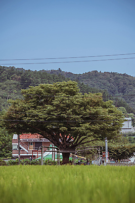 포토 JPG 주간 나무 하늘 산 주택 사람없음 야외 건물 가을풍경 가을 농촌 전선줄 국내포토 여주시 자연요소 식물 건축물 계절 풍경 전선 시골 경기도 파일형식 가을_계절