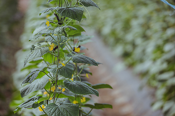 포토 JPG 주간 오이 실내 사람없음 아웃포커스 농작물 가을풍경 농사 가을 농촌 비닐하우스 오이밭 국내포토 여주시 자연요소 계절 밭 농업 채소 촬영기법 풍경 내부 시골 경기도 파일형식 가을_계절