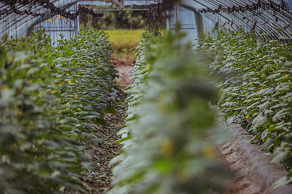 포토 JPG 주간 오이 실내 사람없음 농작물 가을풍경 농사 가을 농촌 소프트포커스 비닐하우스 오이밭 국내포토 여주시 자연요소 계절 밭 농업 채소 촬영기법 풍경 내부 시골 경기도 파일형식 가을_계절