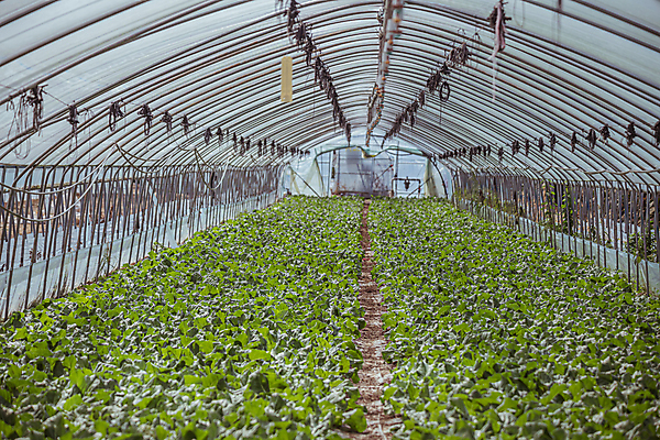 포토 JPG 주간 밭 실내 사람없음 농작물 가을풍경 농사 가을 농촌 근대 비닐하우스 국내포토 여주시 자연요소 계절 농업 채소 풍경 내부 시골 경기도 파일형식 가을_계절