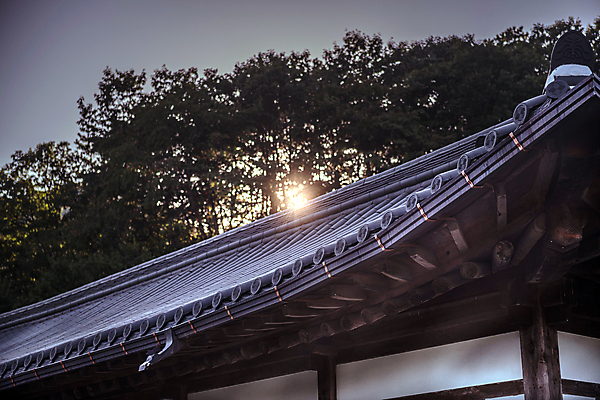 포토 JPG 주간 나무 한옥 사람없음 야외 햇빛 가을풍경 가을 시골 기와지붕 고택 국내포토 여주시 자연요소 식물 한국전통 건축물 계절 고건축 지붕 기와 풍경 태양 경기도 파일형식 가을_계절