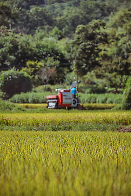 포토 JPG 주간 논 사람없음 야외 가을풍경 추수 벼 가을 농촌 벼농사 콤바인 국내포토 여주시 자연요소 계절 농업 곡류 풍경 농사 시골 농기구 경기도 파일형식 가을_계절