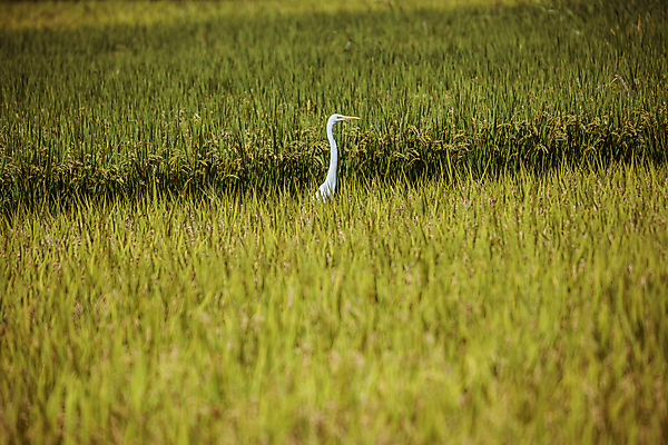 포토 JPG 주간 한마리 조류 논 사람없음 야외 가을풍경 벼 가을 농촌 국내포토 여주시 자연요소 동물 1 계절 농업 곡류 풍경 시골 경기도 파일형식 가을_계절