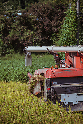 포토 JPG 주간 논 사람없음 야외 가을풍경 수확 추수 벼 가을 농촌 벼농사 콤바인 국내포토 여주시 자연요소 계절 농업 곡류 풍경 농사 시골 농기구 경기도 파일형식 가을_계절