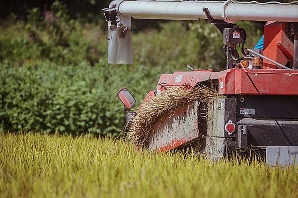 포토 JPG 주간 논 사람없음 야외 가을풍경 수확 추수 벼 가을 농촌 벼농사 콤바인 국내포토 여주시 자연요소 계절 농업 곡류 풍경 농사 시골 농기구 경기도 파일형식 가을_계절