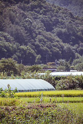 포토 JPG 주간 한마리 조류 논 사람없음 야외 가을풍경 벼 가을 농촌 비닐하우스 국내포토 여주시 자연요소 동물 1 계절 농업 곡류 풍경 시골 경기도 파일형식 가을_계절