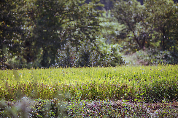 포토 JPG 주간 논 사람없음 야외 아웃포커스 가을풍경 벼 가을 농촌 소프트포커스 국내포토 여주시 자연요소 계절 농업 곡류 촬영기법 풍경 시골 경기도 파일형식 가을_계절