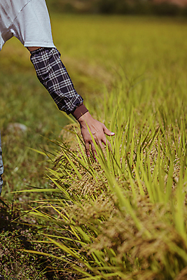 포토 JPG 주간 손 논 야외 아웃포커스 신체부위 가을풍경 만지기 벼 가을 농촌 소프트포커스 귀농 전원생활 벼농사 팔토시 국내포토 여주시 자연요소 계절 농업 모션 곡류 촬영기법 사람 풍경 생활 농사 시골 경기도 토시 파일형식 가을_계절