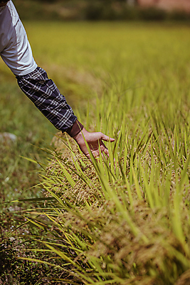 포토 JPG 주간 손 논 야외 아웃포커스 신체부위 가을풍경 만지기 벼 가을 농촌 소프트포커스 귀농 전원생활 벼농사 팔토시 국내포토 여주시 자연요소 계절 농업 모션 곡류 촬영기법 사람 풍경 생활 농사 시골 경기도 토시 파일형식 가을_계절