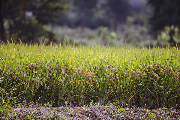 포토 JPG 주간 논 사람없음 야외 아웃포커스 가을풍경 벼 가을 농촌 벼농사 국내포토 여주시 자연요소 계절 농업 곡류 촬영기법 풍경 농사 시골 경기도 파일형식 가을_계절