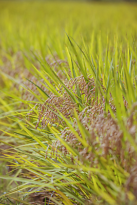 포토 JPG 주간 논 사람없음 야외 아웃포커스 가을풍경 벼 가을 농촌 벼농사 벼이삭 국내포토 여주시 자연요소 계절 농업 곡류 촬영기법 풍경 농사 시골 이삭 경기도 파일형식 가을_계절