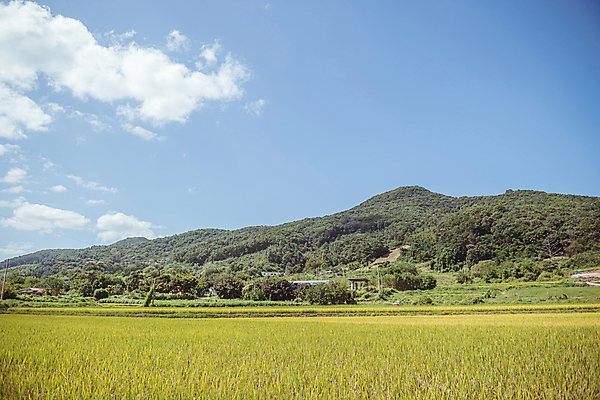 포토 JPG 주간 구름 하늘 산 논 사람없음 야외 가을풍경 벼 가을 농촌 벼농사 국내포토 여주시 자연요소 계절 농업 곡류 풍경 농사 시골 경기도 파일형식 가을_계절