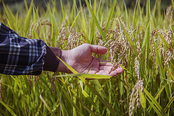 포토 JPG 주간 손 논 야외 신체부위 가을풍경 만지기 벼 가을 농촌 귀농 전원생활 벼농사 벼이삭 국내포토 여주시 자연요소 계절 농업 모션 곡류 사람 풍경 생활 농사 시골 이삭 경기도 파일형식 가을_계절