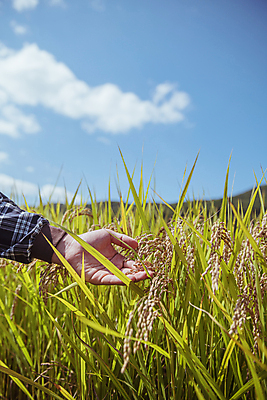 포토 JPG 주간 구름 손 하늘 논 야외 신체부위 가을풍경 만지기 벼 가을 농촌 귀농 전원생활 벼농사 벼이삭 국내포토 여주시 자연요소 계절 농업 모션 곡류 사람 풍경 생활 농사 시골 이삭 경기도 파일형식 가을_계절