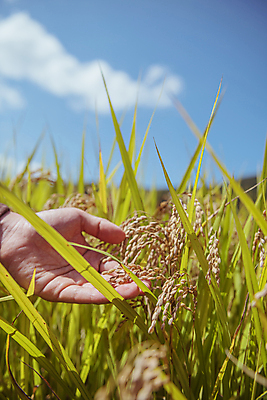 포토 JPG 주간 구름 손 하늘 논 야외 아웃포커스 신체부위 가을풍경 만지기 벼 가을 농촌 소프트포커스 귀농 전원생활 벼농사 벼이삭 국내포토 여주시 자연요소 계절 농업 모션 곡류 촬영기법 사람 풍경 생활 농사 시골 이삭 경기도 파일형식 가을_계절