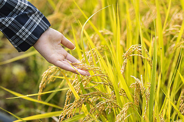 포토 JPG 주간 손 논 야외 아웃포커스 신체부위 만지기 벼 가을 농촌 귀농 전원생활 벼이삭 국내포토 여주시 자연요소 계절 농업 모션 곡류 촬영기법 사람 생활 시골 이삭 경기도 파일형식