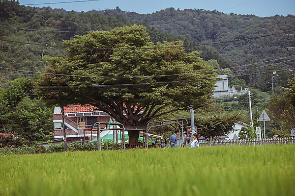 포토 JPG 주간 나무 커플 여자 남자 휴식 주택 논 함께함 상반신 20대 성인 야외 두명 옆모습 마주보기 한국인 가을 농촌 귀농 전원생활 성인만 국내포토 여주시 자연요소 식물 계절 뷰포인트 컨셉 농업 관계 모션 사람 동양인 청년 건물 생활 시골 경기도 파일형식