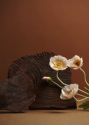포토 JPG 스튜디오촬영 실내 사람없음 목재 가을 분위기 오브젝트 꽃봉오리 양귀비 감성 나무조각 조화 갈색배경 국내포토 나무 계절 꽃 백그라운드 컨셉 재료 내부 갈색 파일형식