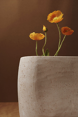 포토 JPG 스튜디오촬영 화분 실내 사람없음 가을 분위기 오브젝트 꽃봉오리 양귀비 감성 조화 갈색배경 국내포토 계절 꽃 백그라운드 컨셉 내부 갈색 파일형식