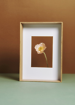 포토 JPG 스튜디오촬영 한송이 실내 액자틀 사람없음 가을 분위기 오브젝트 양귀비 감성 조화 갈색배경 민트색배경 국내포토 1 계절 꽃 액자 백그라운드 컨셉 틀 내부 갈색 송이 민트색 파일형식