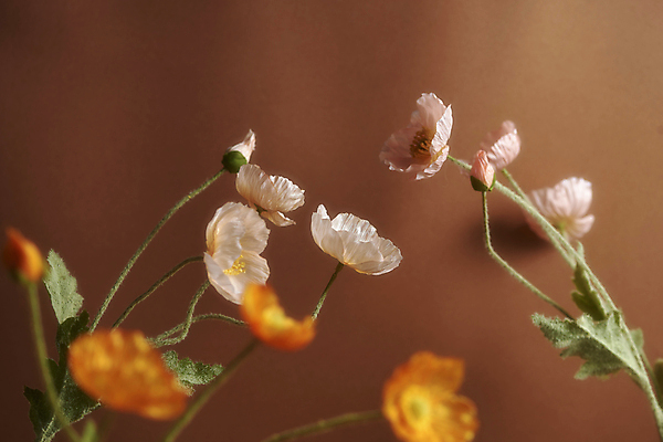 포토 JPG 스튜디오촬영 실내 사람없음 아웃포커스 가을 분위기 소프트포커스 오브젝트 꽃봉오리 양귀비 감성 조화 갈색배경 국내포토 계절 꽃 백그라운드 컨셉 촬영기법 내부 갈색 파일형식