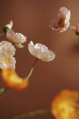 포토 JPG 스튜디오촬영 실내 근접촬영 사람없음 아웃포커스 가을 분위기 소프트포커스 오브젝트 양귀비 감성 조화 갈색배경 국내포토 계절 꽃 뷰포인트 백그라운드 컨셉 촬영기법 내부 갈색 파일형식