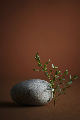포토 JPG 스튜디오촬영 잎 실내 사람없음 가을 돌_바위 분위기 오브젝트 감성 잎줄기 갈색배경 국내포토 식물 계절 줄기 백그라운드 컨셉 내부 갈색 파일형식