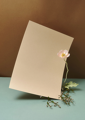 포토 JPG 스튜디오촬영 종이 잎 실내 사람없음 가을 분위기 편지지 오브젝트 양귀비 감성 조화 한장 갈색배경 민트색배경 국내포토 식물 1 계절 꽃 백그라운드 컨셉 내부 갈색 편지 민트색 파일형식