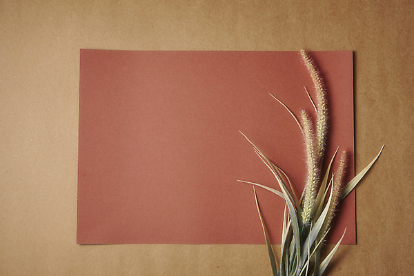 포토 JPG 스튜디오촬영 종이 실내 사람없음 하이앵글 가을 분위기 편지지 오브젝트 감성 강아지풀 한장 카피스페이스 갈색배경 국내포토 식물 1 계절 뷰포인트 백그라운드 컨셉 내부 갈색 공백 편지 한해살이풀 파일형식