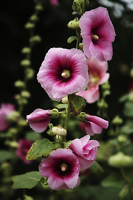 포토 JPG 주간 잎 자연 사람없음 야외 아웃포커스 꽃봉오리 무궁화 잎줄기 국내포토 자연요소 식물 꽃 줄기 촬영기법 생태계 파일형식