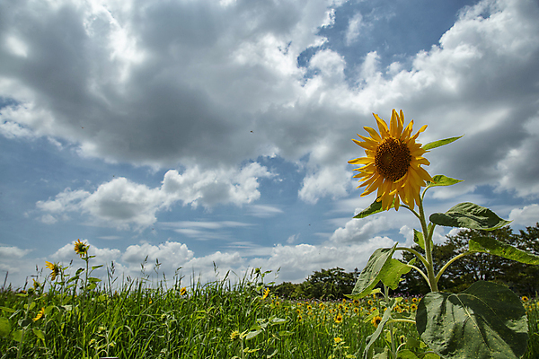 포토 JPG 주간 구름 줄기 잎 꽃밭 자연 하늘 해바라기 풍경 사람없음 야외 맑음 화창 국내포토 자연요소 식물 꽃 날씨 생태계 파일형식