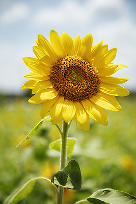 포토 JPG 주간 줄기 잎 한송이 자연 해바라기 사람없음 야외 아웃포커스 화창 국내포토 자연요소 식물 1 꽃 날씨 촬영기법 생태계 송이 파일형식