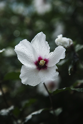 포토 JPG 주간 자연 사람없음 야외 아웃포커스 젖음 물방울 소프트포커스 무궁화 소나기 국내포토 자연요소 꽃 날씨 촬영기법 생태계 파일형식