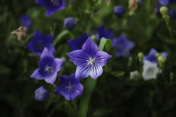 포토 JPG 주간 여러송이 여름꽃 자연 사람없음 야외 아웃포커스 도라지꽃 국내포토 자연요소 꽃 다수 촬영기법 생태계 파일형식 여름_계절